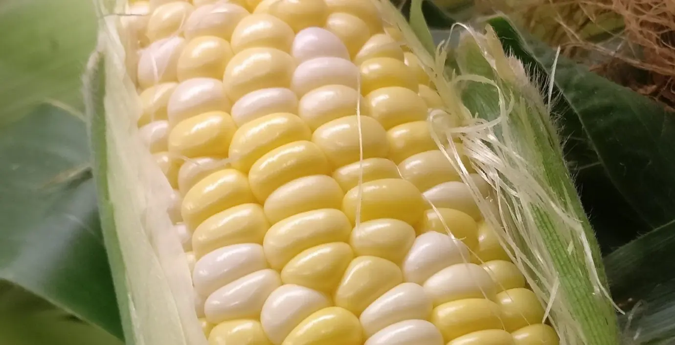 A close look at an ear of Herrle’s sweet corn, the husk pulled back from the kernels