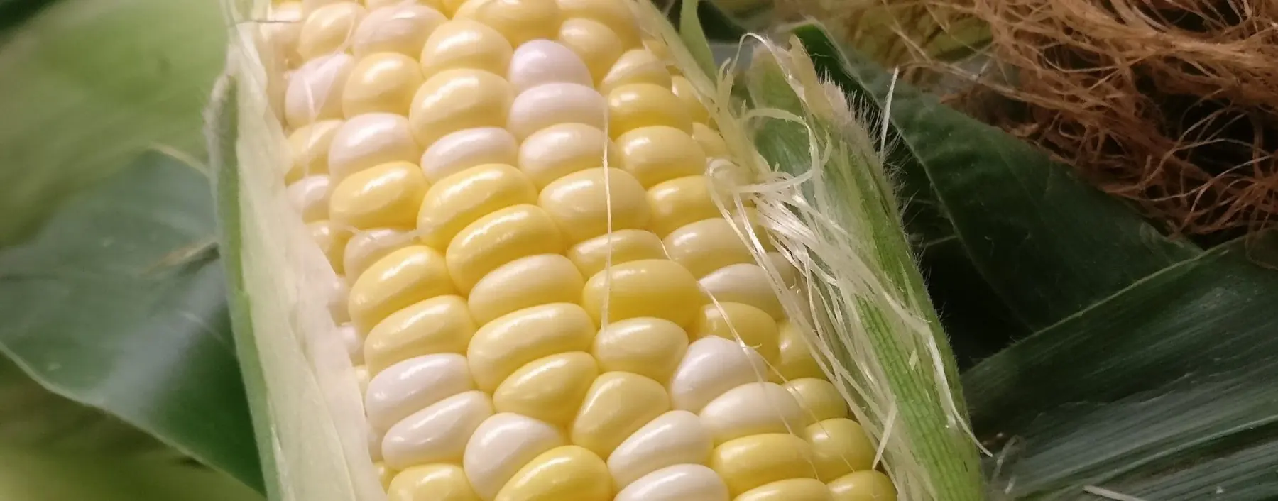 A close look at an ear of Herrle’s sweet corn, the husk pulled back