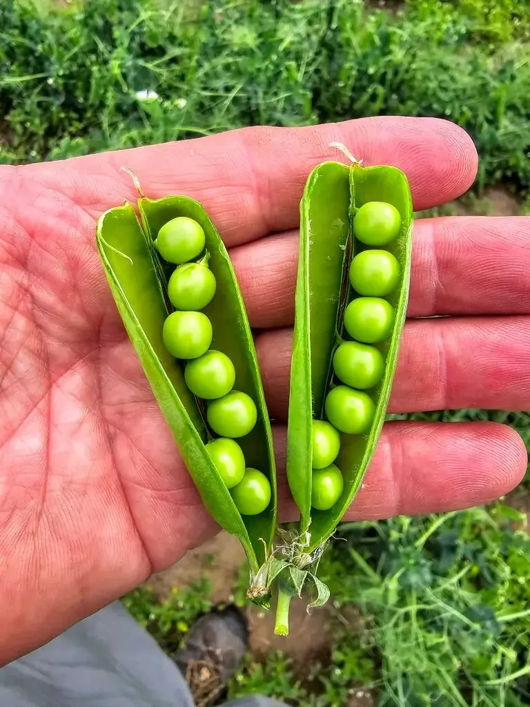 Open pea pods, held in the field