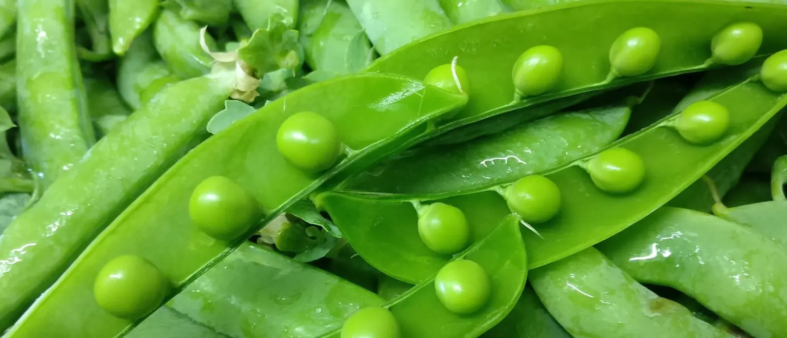 Fresh peas