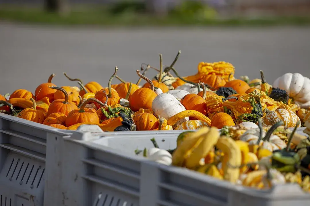 Bins of small pumpkins and gourds
