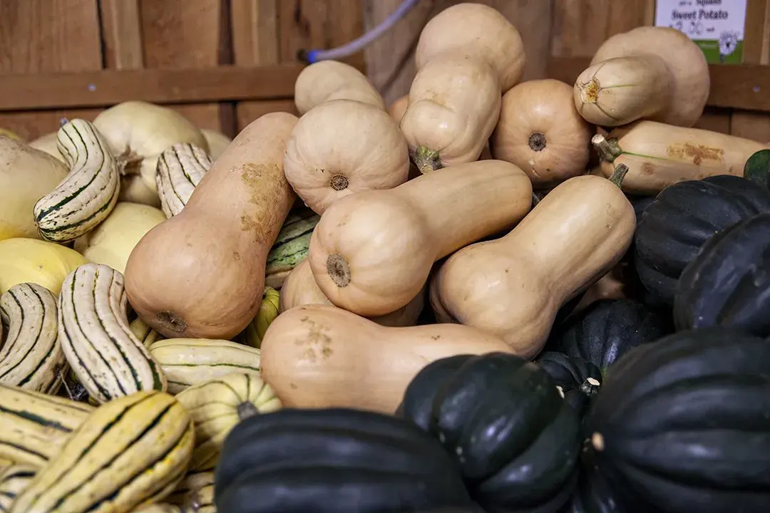 Squash piled in a wooden bin