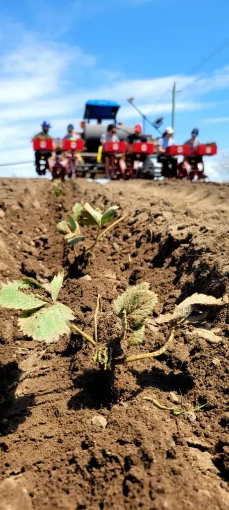 A young plant in the field, with a planting machine behind